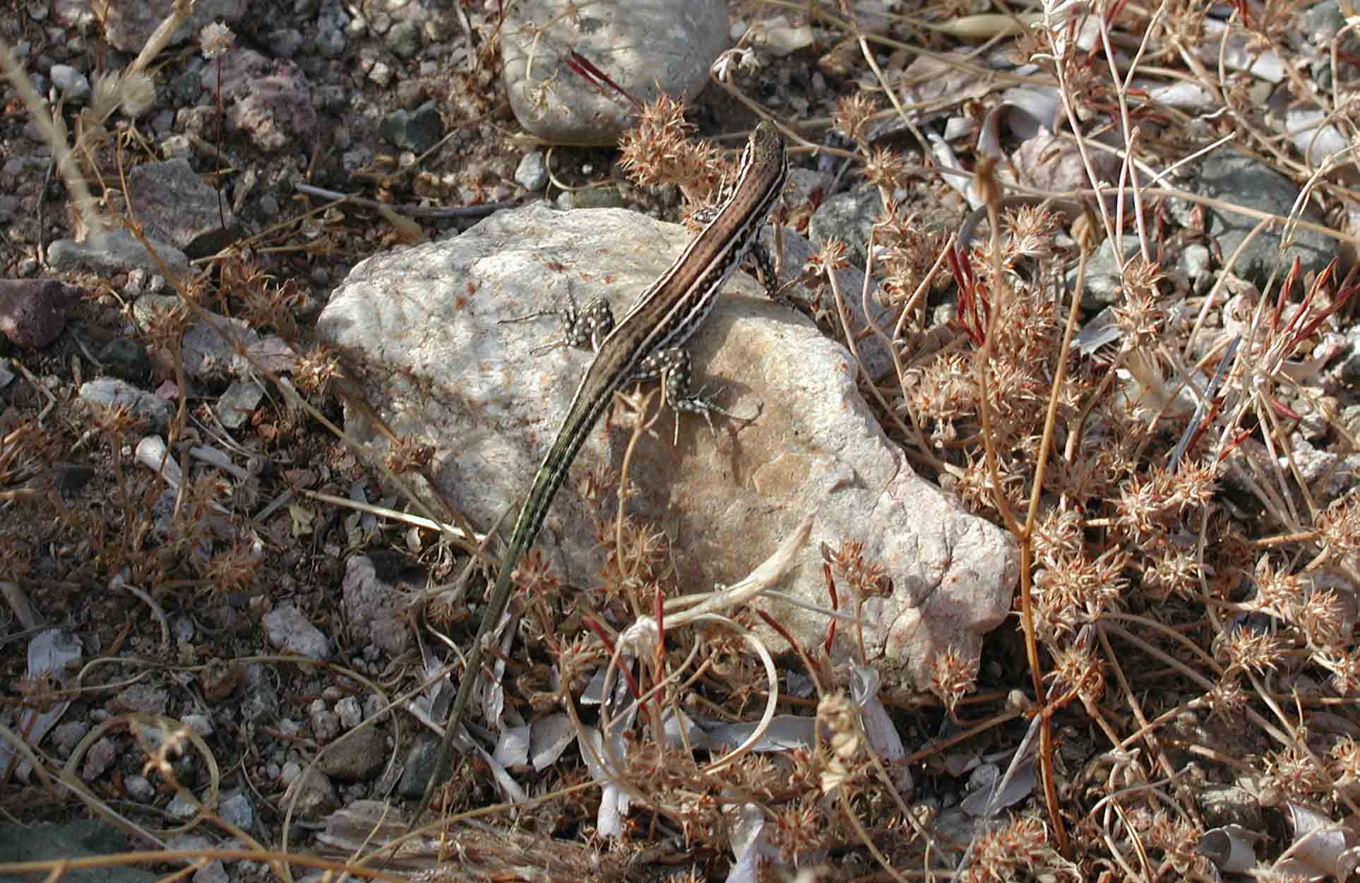 Podarcis tiliguerta